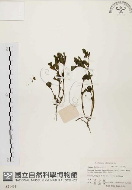 馬齒莧藏品圖，第1張