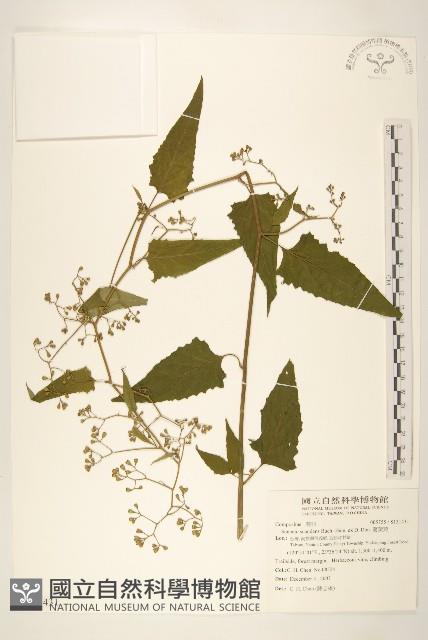 蔓黃菀藏品圖，第1張