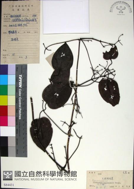 麥氏鐵線蓮藏品圖，第1張