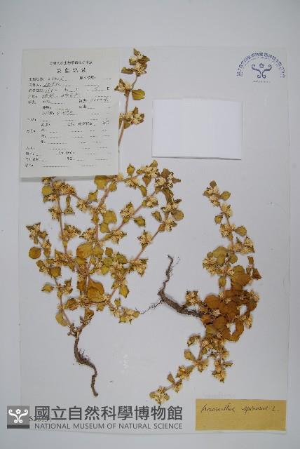 刺莧藏品圖，第1張