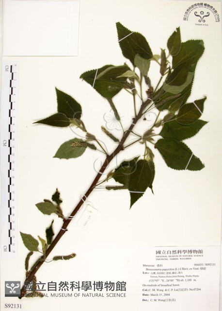 構樹藏品圖，第1張