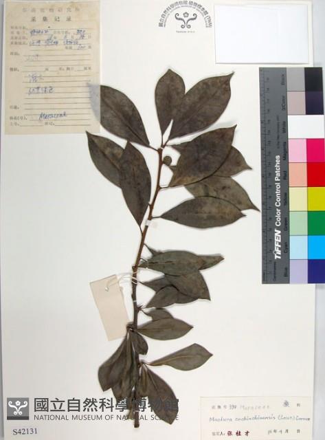 柘樹藏品圖，第1張