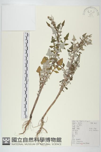 泥胡菜藏品圖，第1張