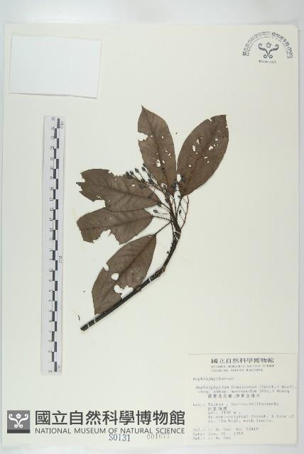 薄葉虎皮楠藏品圖，第1張