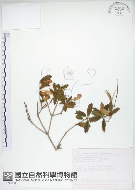 石吊蘭、吊石苣苔藏品圖，第1張