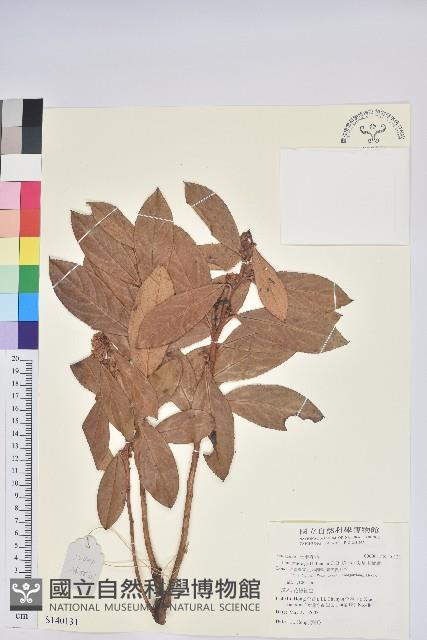 尖基木藜蘆藏品圖，第1張