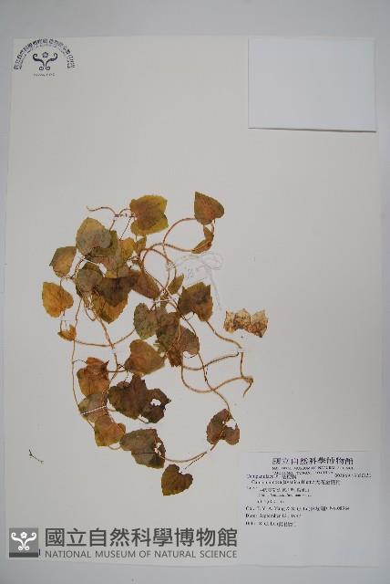 大花金錢豹藏品圖，第1張