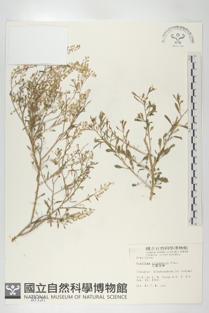 獨行菜藏品圖，第1張