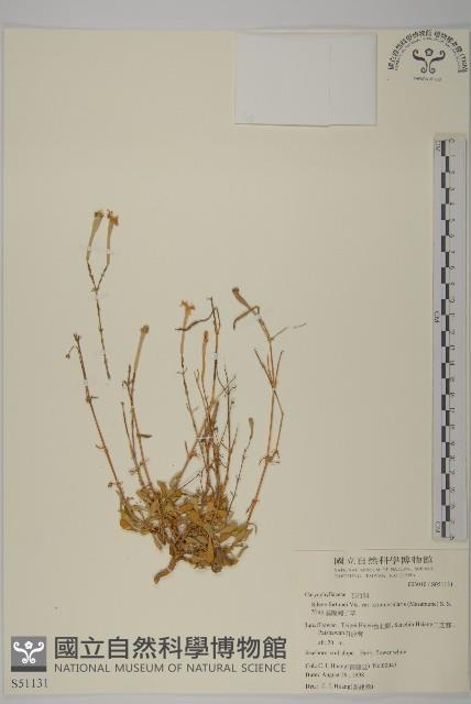 基隆蠅子草藏品圖，第1張