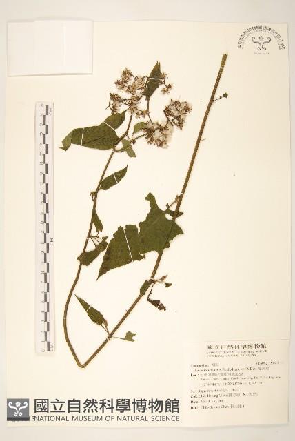 蔓黃菀藏品圖，第1張