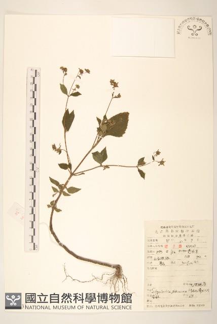 毛梗豨薟藏品圖，第1張