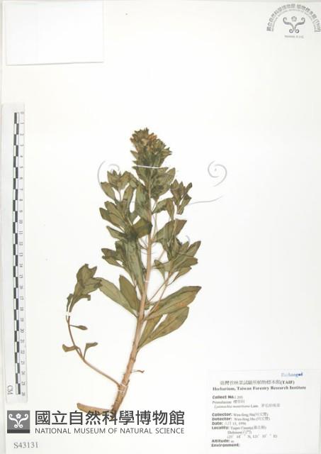 茅毛珍珠菜藏品圖，第1張