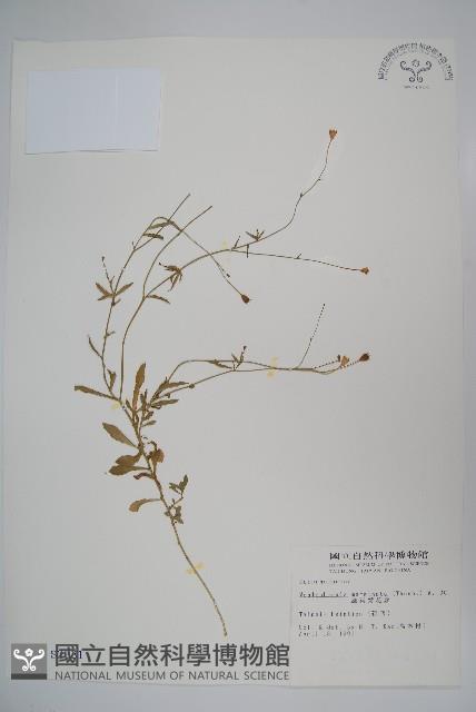 細葉蘭花參藏品圖，第1張