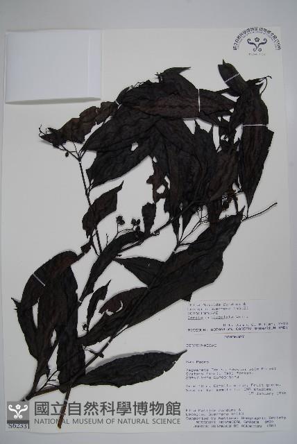 登錄號:S062331藏品圖，第1張