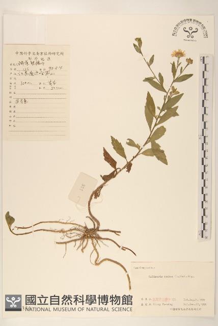 雞兒腸藏品圖，第1張