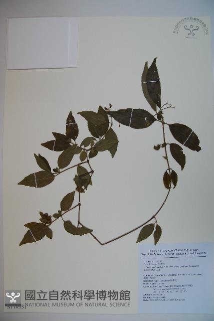 狹葉莢迷藏品圖，第1張