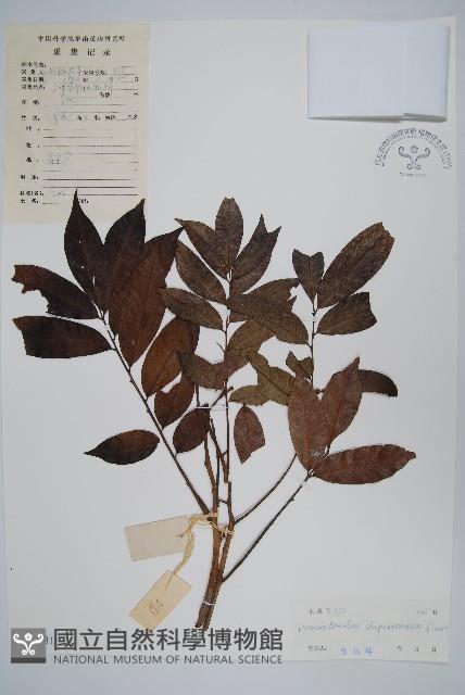 人面子藏品圖，第1張