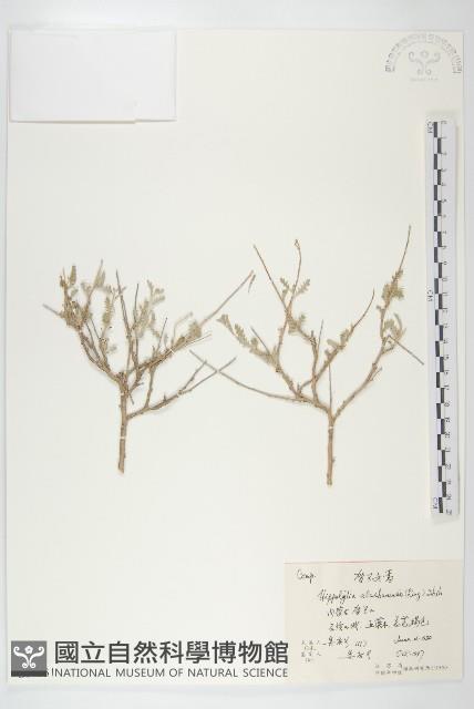 賀蘭女蒿藏品圖，第1張