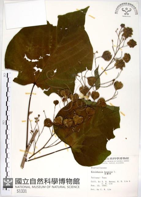 克蘭樹藏品圖，第1張