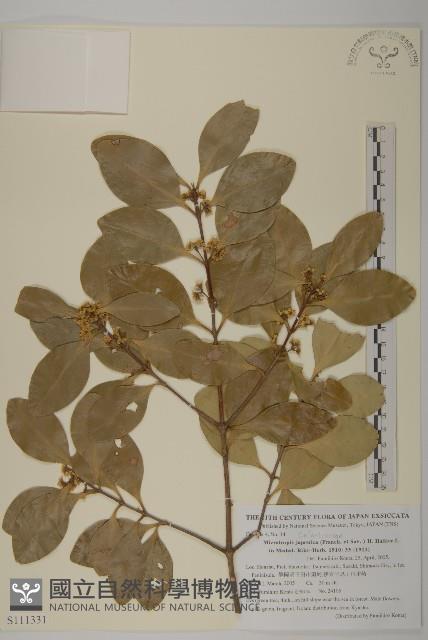 日本賽衛矛、日本假衛矛藏品圖，第1張