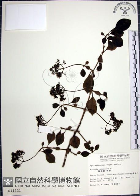 腺果藤、刺藤藏品圖，第1張