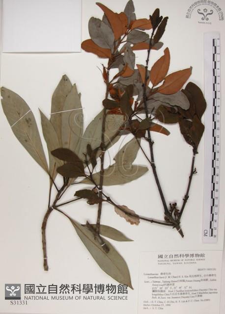 高氏桑寄生藏品圖，第1張