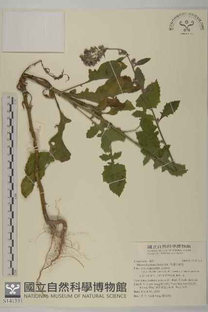 裂葉艾納香藏品圖，第1張