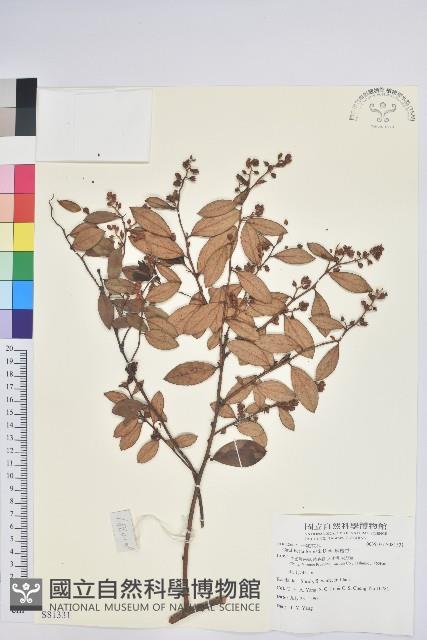 地檀香藏品圖，第1張