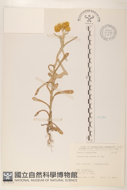 鼠麴草藏品圖，第1張