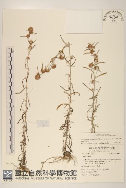 細葉鼠麴草藏品圖，第1張