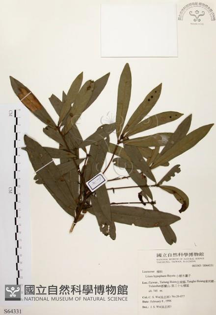 黃肉樹, 小梗木薑子藏品圖，第1張