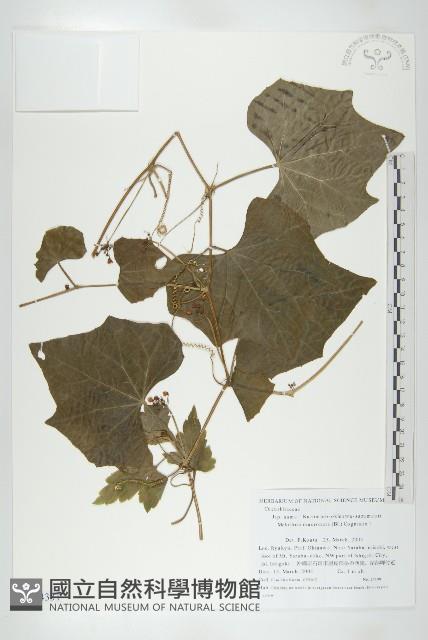 黑果馬交兒藏品圖，第1張