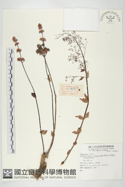 登錄號:S074331藏品圖，第1張