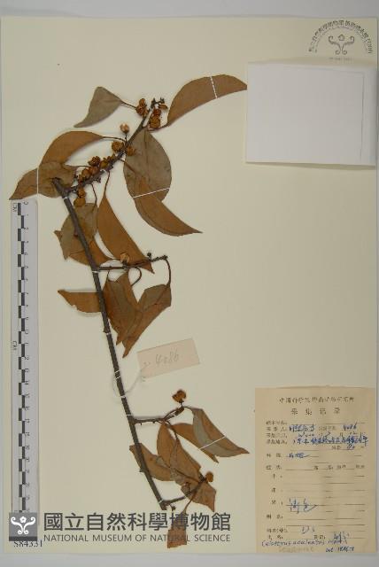 過山楓藏品圖，第1張
