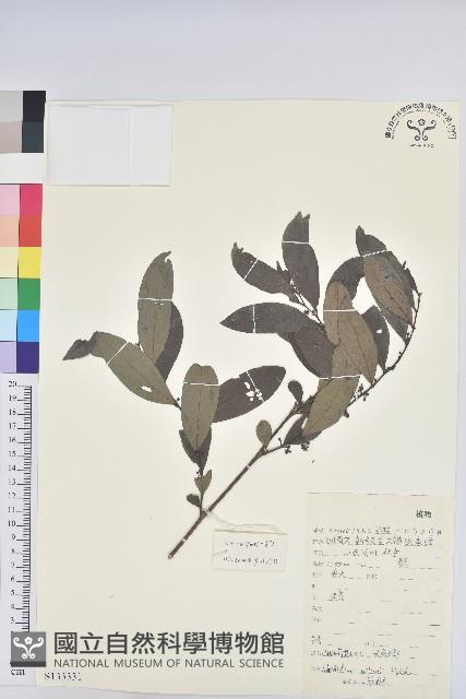 湖北算盤子藏品圖，第1張