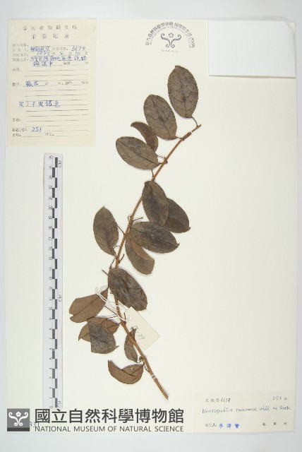 盾苞果藏品圖，第1張