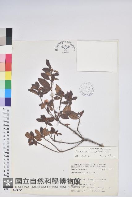 紅毛杜鵑藏品圖，第1張