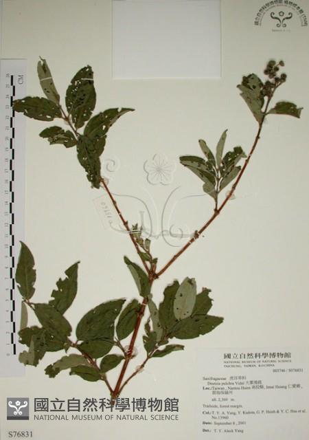 大葉溲疏藏品圖，第1張