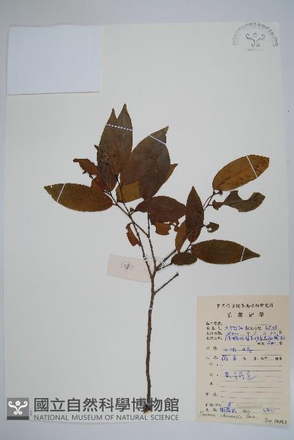 假鷹爪藏品圖，第1張