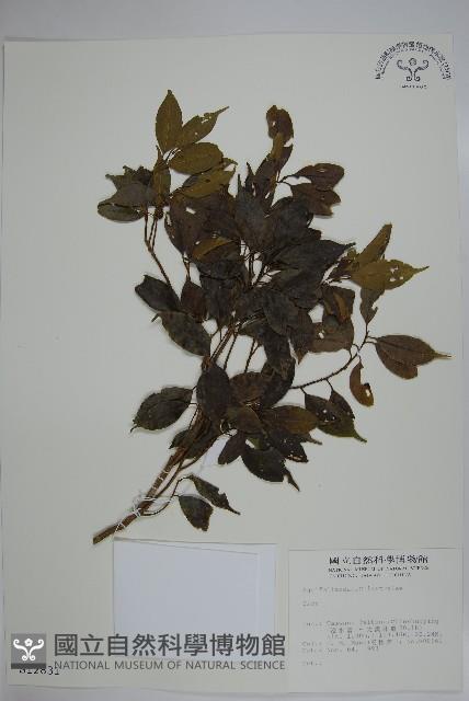 登錄號:S012831藏品圖，第1張