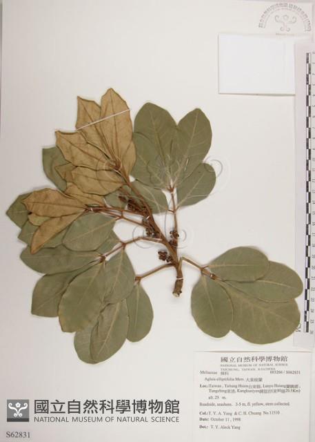 大葉樹蘭藏品圖，第1張