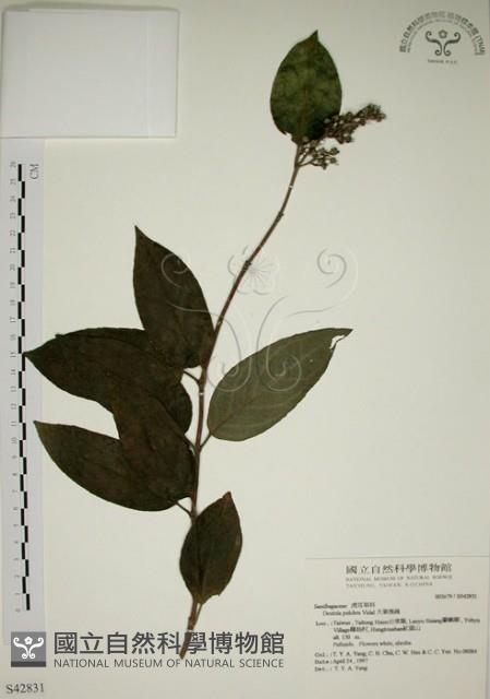 大葉溲疏藏品圖，第1張