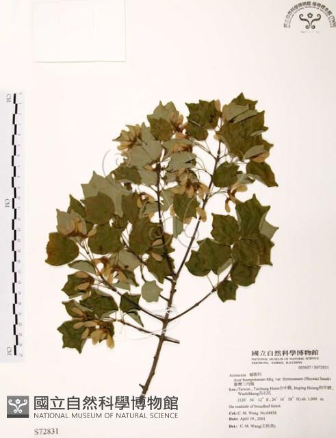 臺灣三角楓藏品圖，第1張