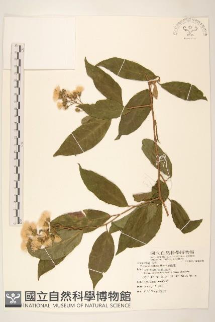 過山龍藏品圖，第1張