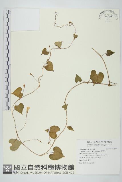 野牽牛藏品圖，第1張