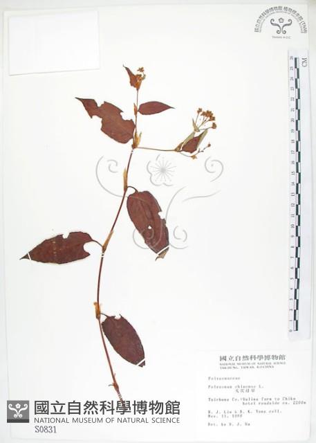 火炭母草、清飯藤藏品圖，第1張