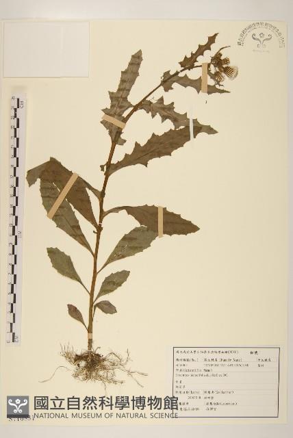 饑荒草藏品圖，第1張