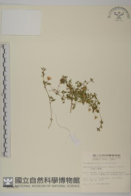 阿里山繁縷藏品圖，第1張