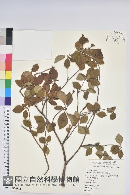 馬銀花藏品圖，第1張