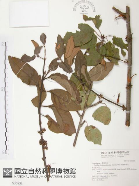 杜鵑桑寄生藏品圖，第1張